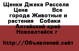 Щенки Джека Рассела › Цена ­ 10 000 - Все города Животные и растения » Собаки   . Алтайский край,Новоалтайск г.